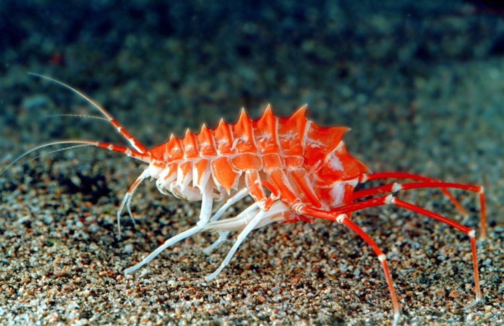 Epischura, das endemische Krebstier, das das Wasser des Baikal sauber hält