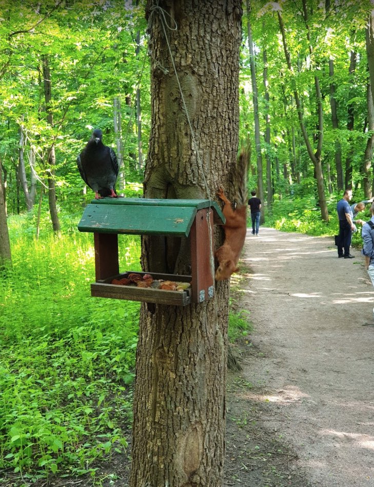 Écureuils à Gorky Park