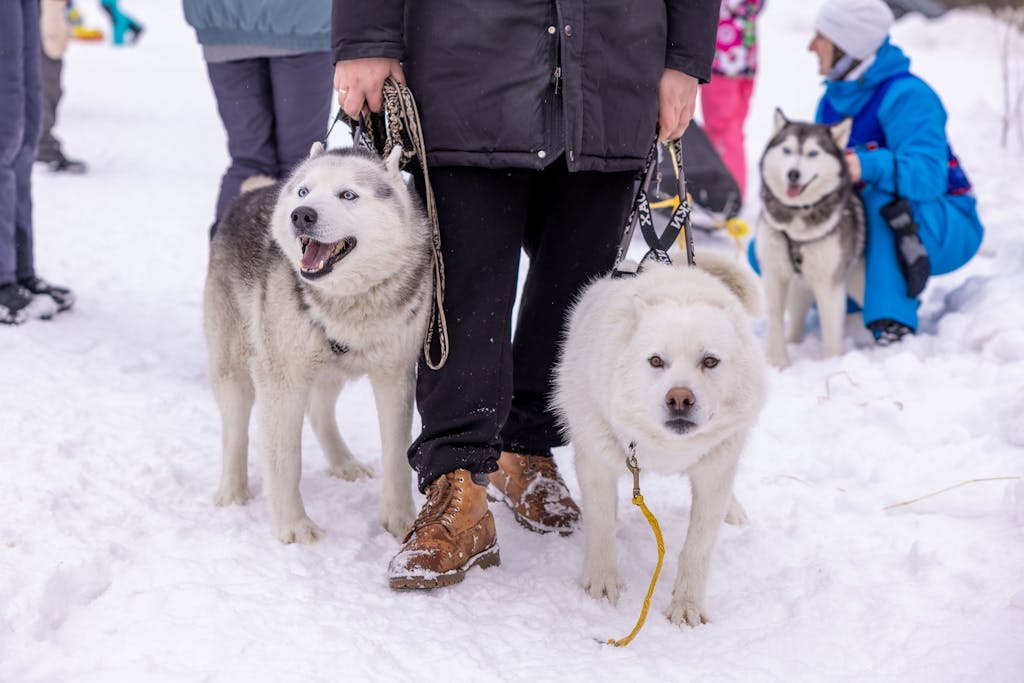 Close-up of Siberian huskies on a snowy winter day with people outdoors