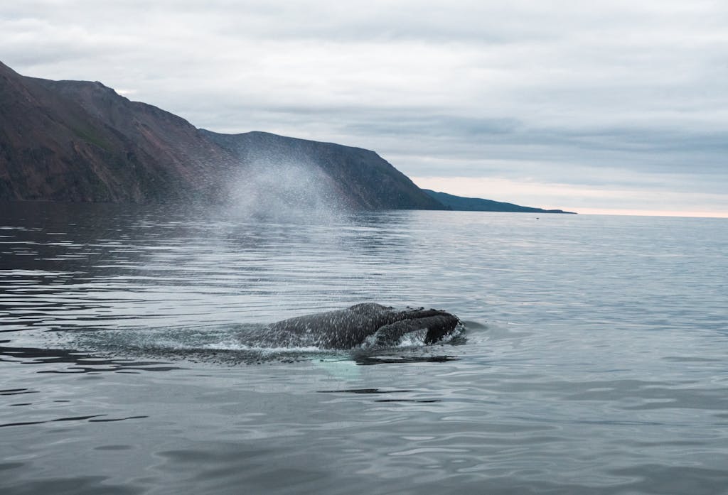 Side view of a black humpback whale swimming in ocean water against a mountain ridge in the cloudy evening