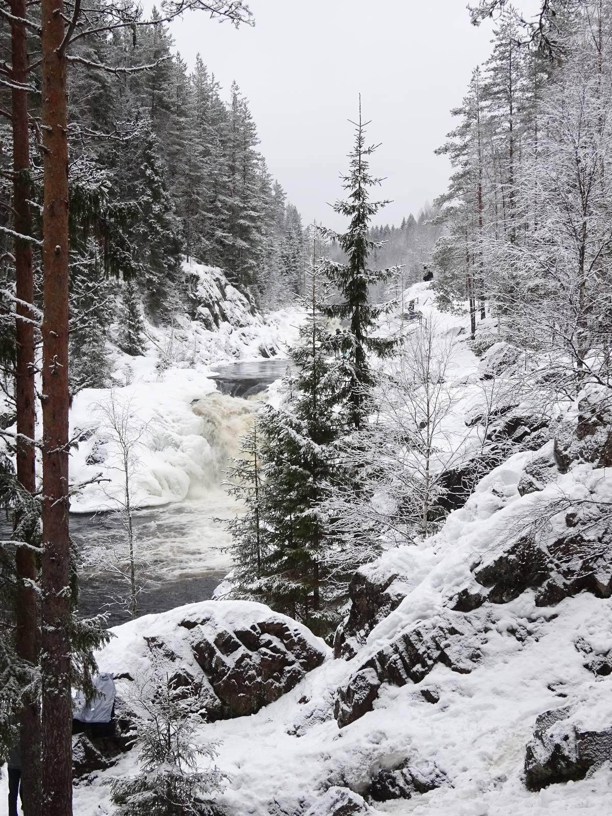 Río entre rocas y abetos nevados en un bosque ruso