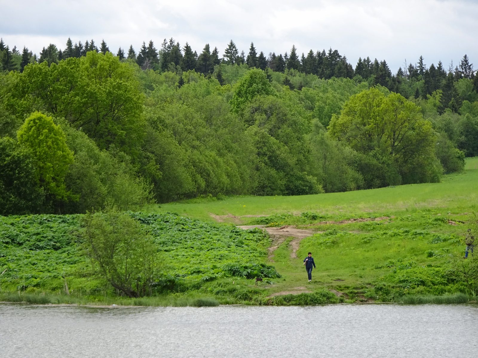 Prado verde y bosque junto a un río en Rusia en verano
